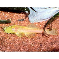 Ancistrus gold, Albinos, 3-3,5cm