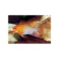 Papiliochromis ramirezi gold