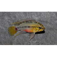 Apistogramma hongsloi 3-4 cm