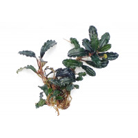 Bucephalandra Brownie Blue