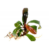 Bucephalandra Marsel