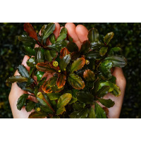 Bucephalandra Bakuan