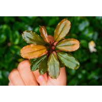 Bucephalandra Melona Pakita