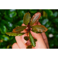 Bucephalandra Sungai Keras