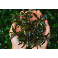 Bucephalandra Green Gincu