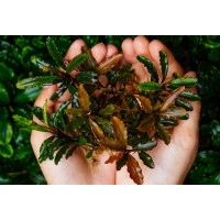 Bucephalandra Rico