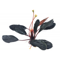 Bucephalandra Dark Avika