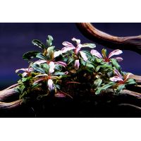 Bucephalandra Pink Dream