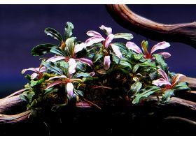 Bucephalandra Pink Dream