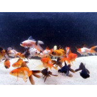 Fantail Mix, 5-7m