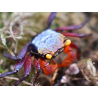 Geosesarma Rouxi - Rainbow Blue