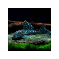 L128 Pleco 'Blue phantom'