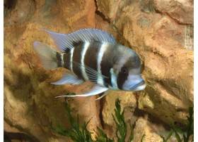 Cyprichromis leptosoma...