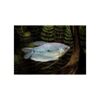 Gourami bleu Sauvage