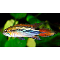 Apisto agassizii double rouge