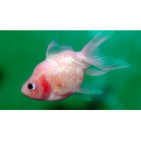 Fantail Mix, 5-7m