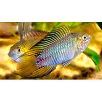 Apisto borelli 'Opal'