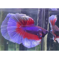 Betta splendens Halfmoon Butterfly