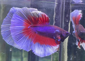 Betta splendens Halfmoon Butterfly