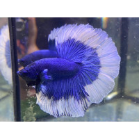 Betta splendens Halfmoon Butterfly