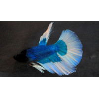 Betta splendens Halfmoon Butterfly