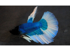 Betta splendens Halfmoon Butterfly