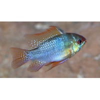 Papiliochromis ramirezi 'forme bleue'