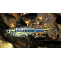 Danio nain nigrofasciatus