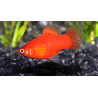 Platy corail rouge