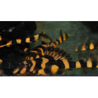 L168 Dekeyseria brachyura jaune Sauvage