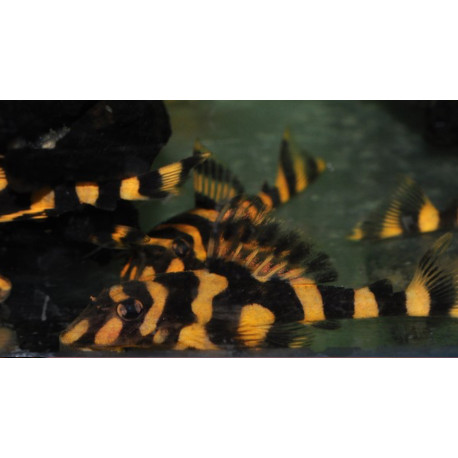 L168 Dekeyseria brachyura jaune Sauvage