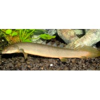 Polypterus senegalus senegalus