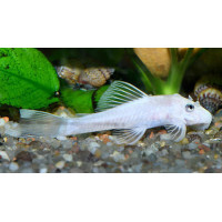 Ancistrus sp. Snow white