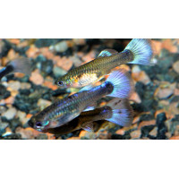 Guppy femelle bleue