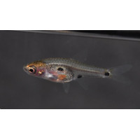 Rasbora Micros