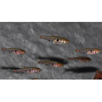 Rasbora Micros