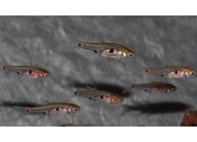 Rasbora Micros