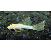 Ancistrus sp. Gold voile