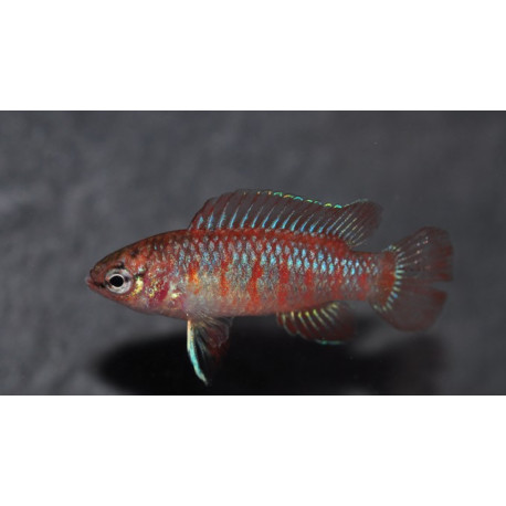 Badis scarlet