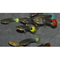 Guppy femelles assortie