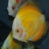 Discus Marlboro Jaune 6-7 cm