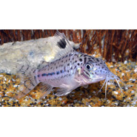 Corydoras leopardus