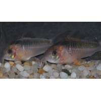 Corydoras rabauti