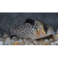 Corydoras leucomelas