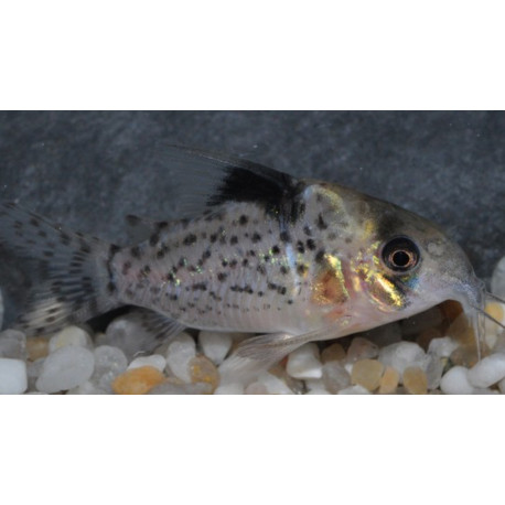 Corydoras leucomelas