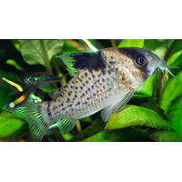 Corydoras leucomelas