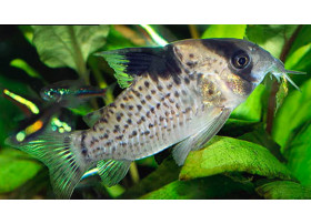 Corydoras leucomelas