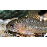 Corydoras polystictus