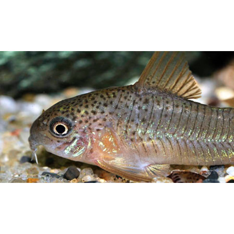 Corydoras polystictus