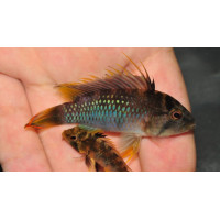 Apisto 'Inca I'